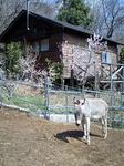 080327_1036~0002.jpg