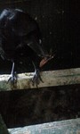 080926_1300~0002.jpg