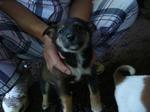 子犬1圧縮.jpg