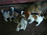 母犬と子犬たち圧縮.jpg
