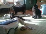 2012-09-10 07.01.48.jpg