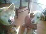 2013-01-31 07.31.37.jpg