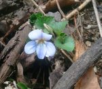 2013-03-19 10.36.01.jpg