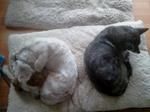 2013-04-02 11.56.20.jpg