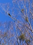 IMG_0246.JPG
