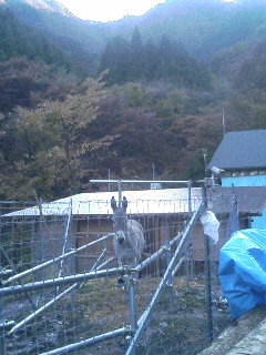image/akiyamakoubou-2005-11-13T20:31:54-1.JPG