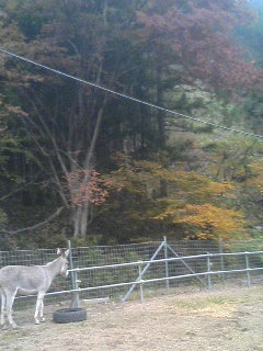 image/akiyamakoubou-2005-11-26T23:05:15-1.JPG