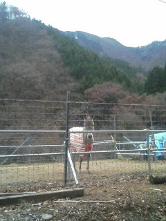 image/akiyamakoubou-2005-12-16T21:16:36-1.JPG