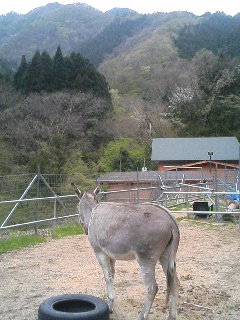 image/akiyamakoubou-2006-04-27T17:59:37-1.JPG