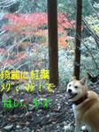 061114_1436~0001-0001.jpg