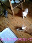 070904_1142~0002-0001.jpg
